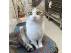 Adopt Daisy (Bonded with Daffodil) a Domestic Short Hair