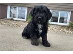 Labradoodle Puppy for sale in Evansville, IN, USA