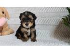 Yorkshire Terrier Puppy for sale in Fort Wayne, IN, USA