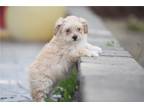 Maltipoo Puppy for sale in Richmond, IN, USA