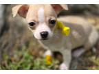 Chihuahua Puppy for sale in Springfield, MO, USA