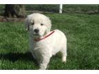 Golden Retriever Puppy for sale in Fort Wayne, IN, USA