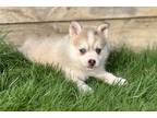 Mutt Puppy for sale in Fort Wayne, IN, USA