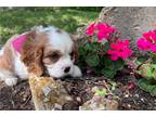 Cavalier King Charles Spaniel Puppy for sale in Springfield, MO, USA