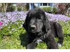 Newfoundland Puppy for sale in Cleveland, OH, USA