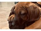 Rhodesian Ridgeback Puppy for sale in Ann Arbor, MI, USA