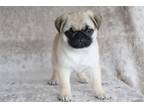 Pug Puppy for sale in South Bend, IN, USA