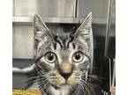 Adopt SASHA a Domestic Short Hair