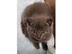 Adopt BUTTERFLY a Domestic Short Hair