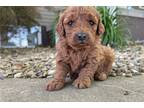 Mutt Puppy for sale in Evansville, IN, USA