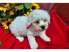 Coton de Tulear Puppy for sale in Springfield, MO, USA