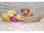 Goldendoodle Puppy for sale in Fort Wayne, IN, USA