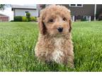 Labradoodle Puppy for sale in Evansville, IN, USA