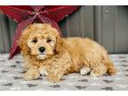 Cavapoo Puppy for sale in Springfield, MO, USA