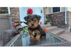 Yorkshire Terrier Puppy for sale in Fort Wayne, IN, USA