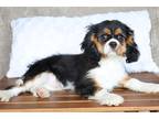 Cavalier King Charles Spaniel Puppy for sale in South Bend, IN, USA