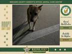 Adopt Hibiscus a Mixed Breed