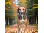 Adopt Waggles a Foxhound