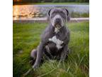 Adopt Trixie / Lola a American Staffordshire Terrier, Mixed Breed