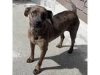 Adopt Baleah a Catahoula Leopard Dog