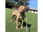 Adopt Hippo a Mixed Breed