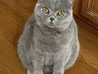 British Shorthair Male