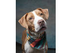 Adopt Lunalee--AVAILABLE BY APPOINTMENT a Pit Bull Terrier, Mixed Breed