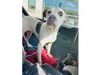 Adopt Marjorie- ADOPTED a Boxer, Mixed Breed