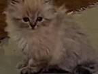 Cute Lynx Point Himalayan CFA Registered Kitten