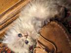 Lovable Lynx Point Himalayan CFA Registered Kitten