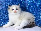 Ostap Ragdoll Male Seal Mitted