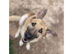 Adopt Sammie a German Shepherd Dog