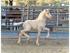 Alchemy KMP ~ 2025 Palomino Warlander Colt