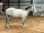 Amazing All Around 12yo Dapple Grey Mare