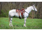 Very Well Broke Gray Quarter Horse Gelding, Ranch, Pleasure, Trail Ride