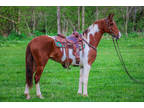 Flashy Sorrel and White Tobiano Saddlebred Mare, Rides and Drives, Stylish