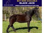 Black Tennessee Walking Horse