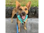 Adopt Mimi a Mixed Breed