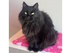 Adopt Poof a Domestic Long Hair