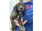 Adopt Blue Berry a Hound, Mixed Breed