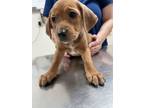 Adopt Red Dahlia a Hound, Mixed Breed