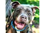 Adopt Colette a Pit Bull Terrier