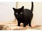 Adopt Fern a Domestic Short Hair