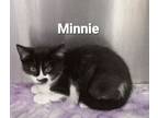 Adopt Minnie a Domestic Short Hair