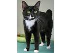 Adopt Cereal a Domestic Short Hair