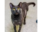 Adopt Cupcake a Domestic Short Hair