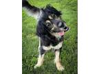 Adopt Jazzy a Golden Retriever, Australian Shepherd