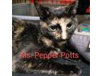 Adopt Pepper Potts a Domestic Short Hair
