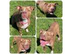 Adopt Zara a Pit Bull Terrier