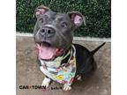 Adopt Betty a Pit Bull Terrier